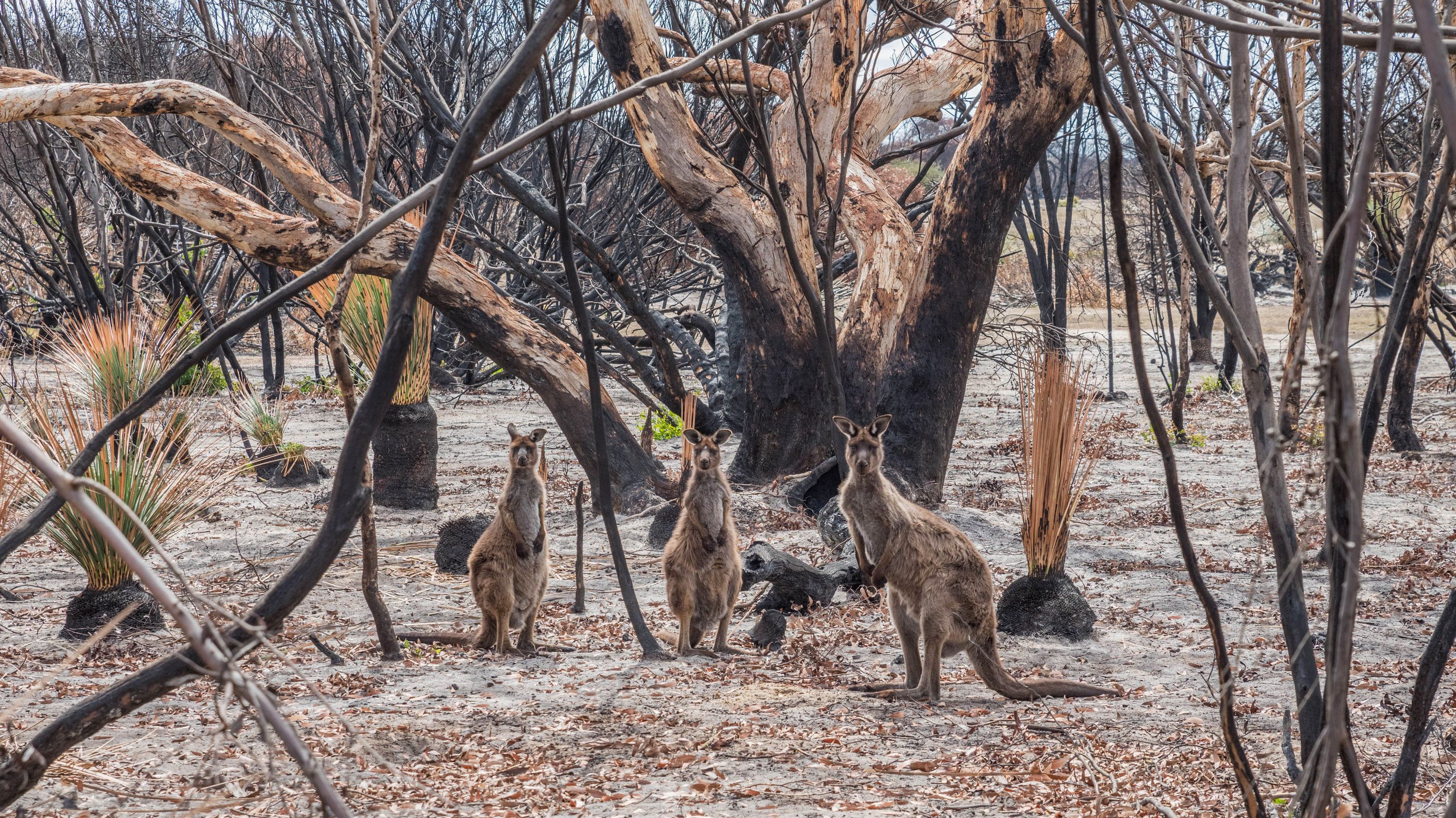 Australien Brande Haben Dramatische Folgen Fur Tiere Br24