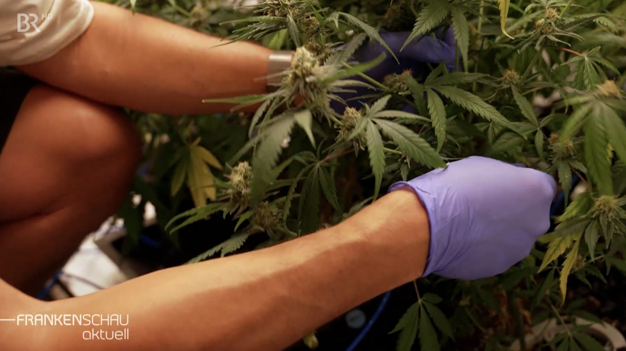 Cannabis-Ernte.