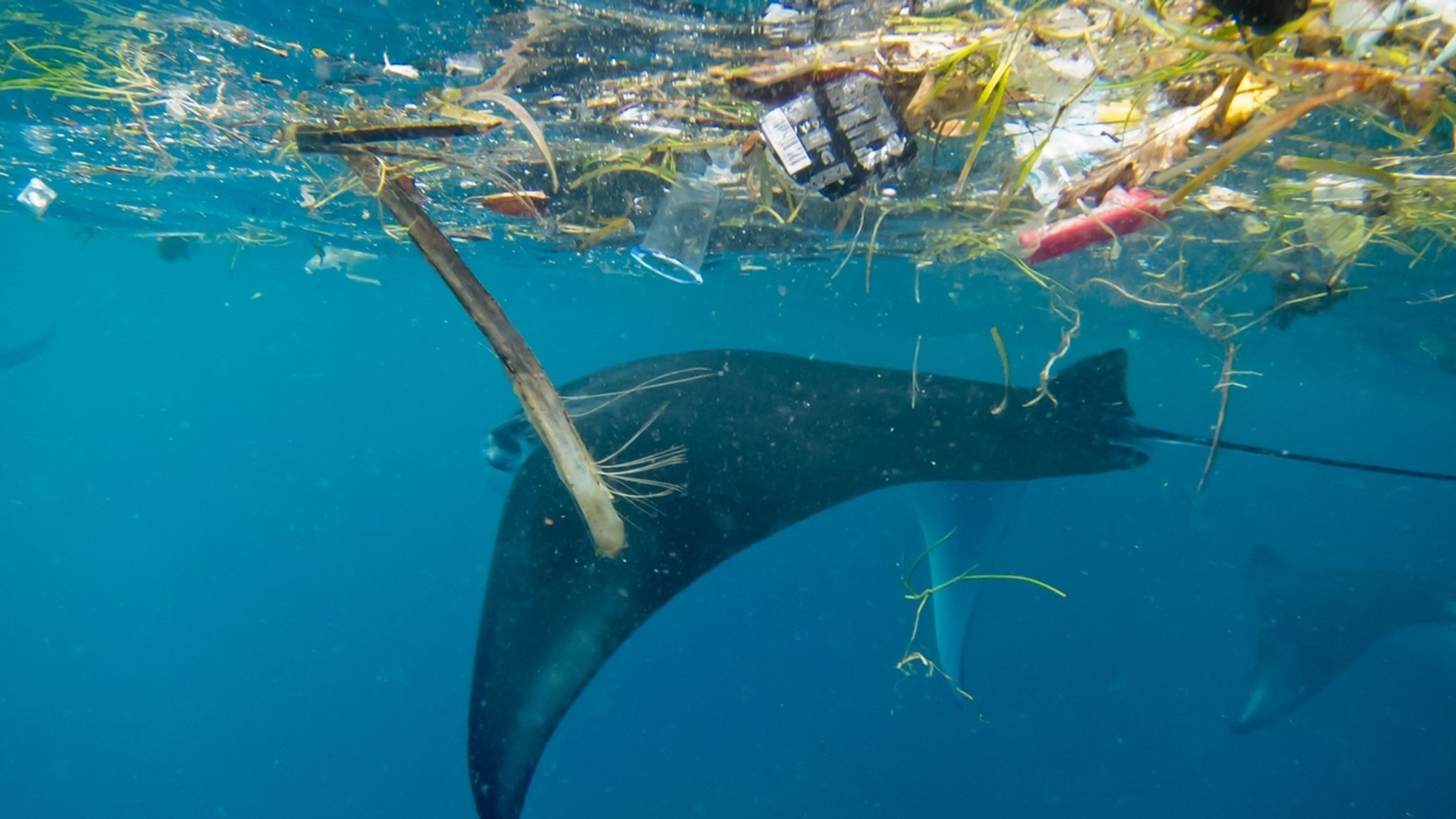 Mikroplastik belastet Mantarochen