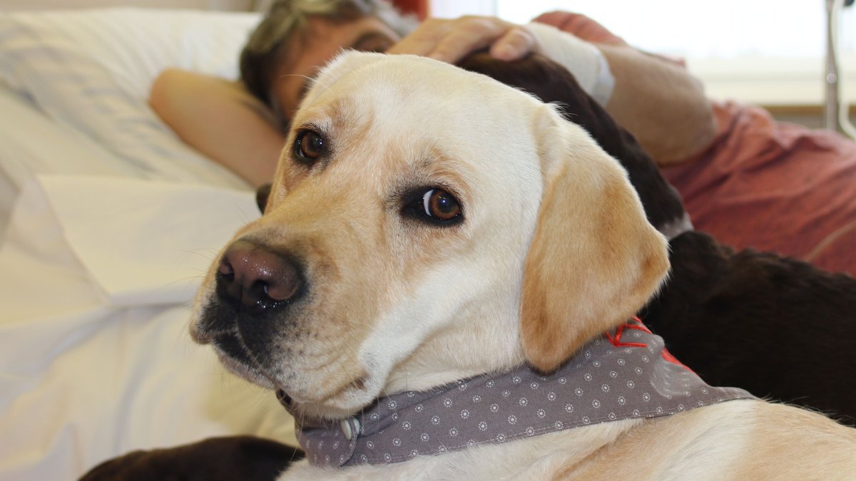 Palliativmedizin: Wie Therapiehunde Sterbenden helfen können