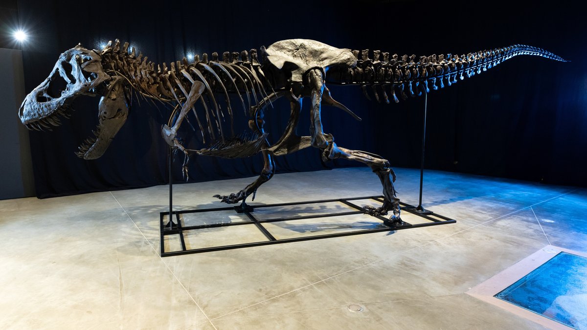 Das Skelett von einem Tyrannosaurus rex steht im Dinosaurier Museum Altmühltal. Ein rund elf Meter langes und vier Meter hohes Skelett eines Tyrannosaurus rex haben Dinosaurier-Experten zusammengebaut. Das Skelett besteht aus echten Fossilien und nachgebauten Knochen und wurde auf den Namen «Torvik» getauft.