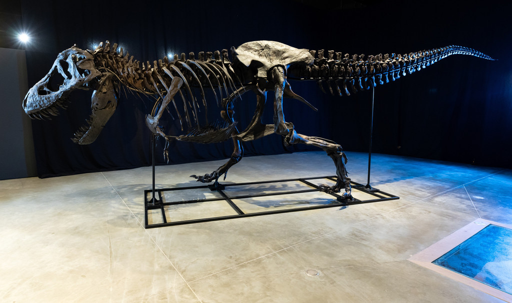 Das Skelett von einem Tyrannosaurus rex steht im Dinosaurier Museum Altmühltal. Ein rund elf Meter langes und vier Meter hohes Skelett eines Tyrannosaurus rex haben Dinosaurier-Experten zusammengebaut. Das Skelett besteht aus echten Fossilien und nachgebauten Knochen und wurde auf den Namen «Torvik» getauft.
