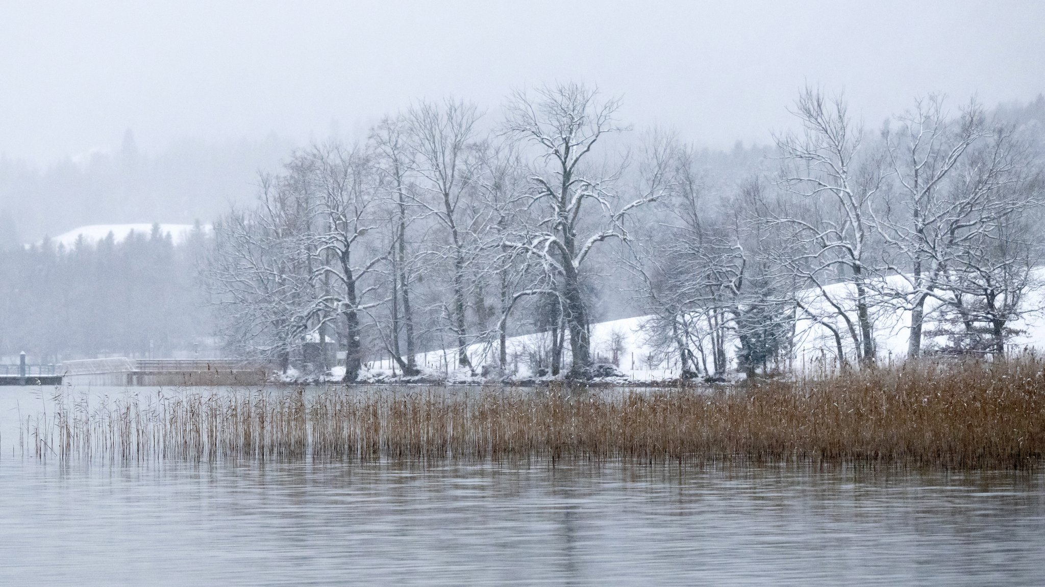 Schneebedeckte Bäume und Schilf am Ufer des Tegernsees.