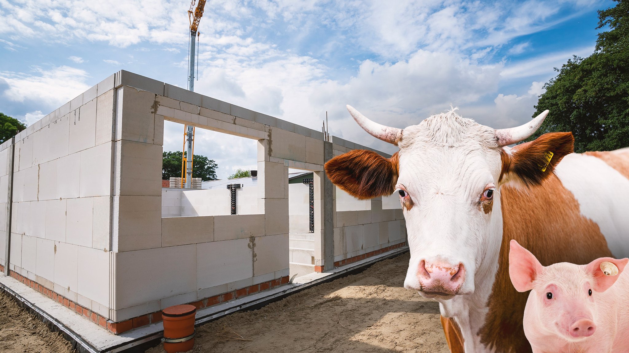 Abenteuer Stallbau – Landwirte oft im Dilemma