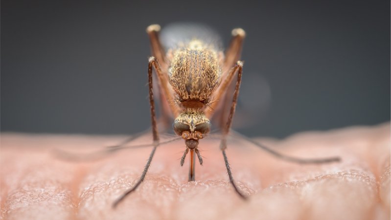 Eine stechende Mücke in Nahaufnahme. Wie schützt ihr euch am besten vor Stechmücken? Und was lindert schnell den Juckreiz, wenn ihr doch gestochen wurdet? Wir haben Tipps für euch, die wirklich helfen.