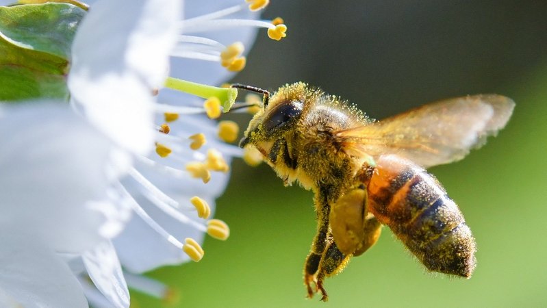 Eine Biene ist im Anflug auf eine Süßkirschblüte 