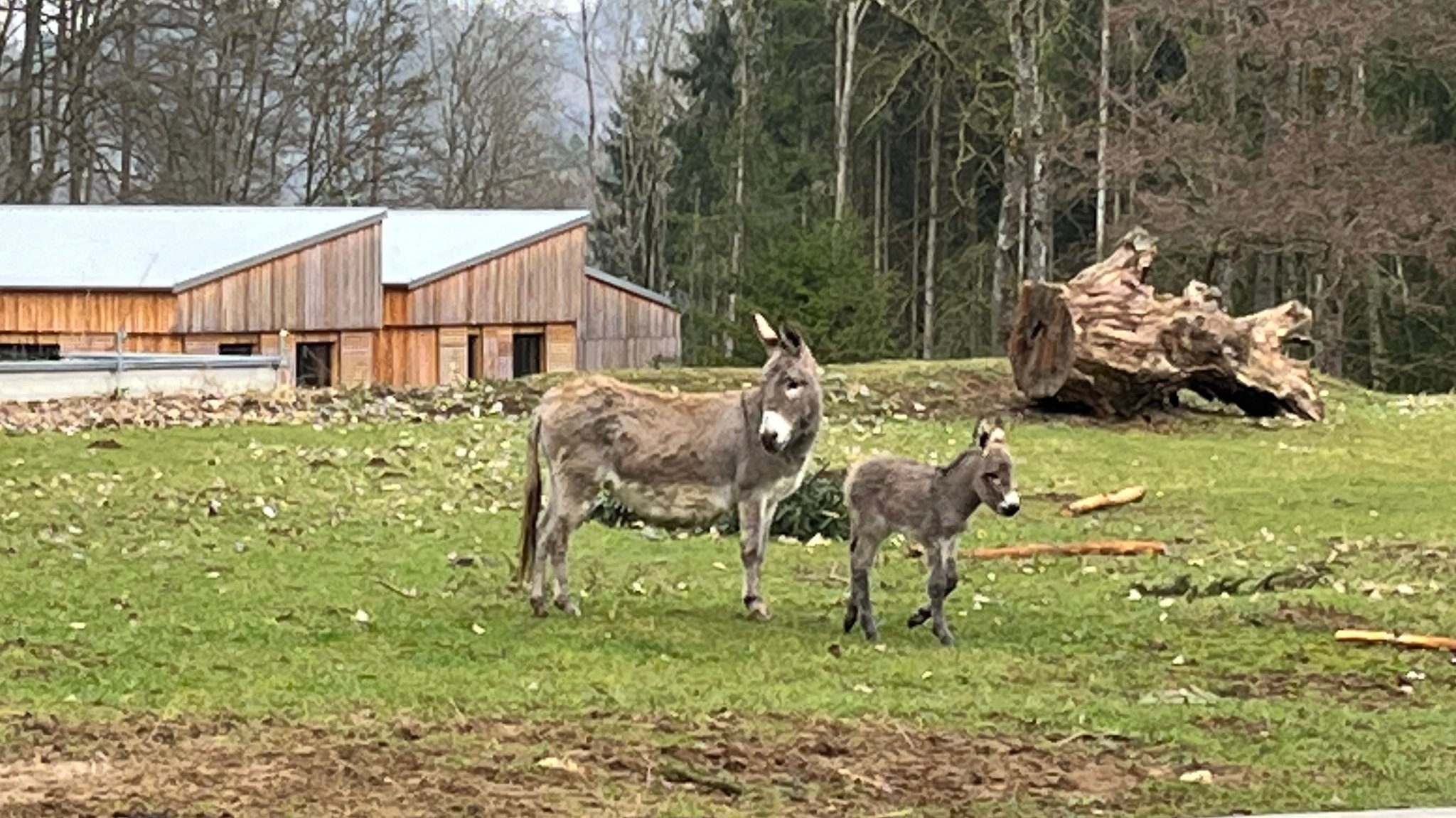 Thüringer Waldesel im Wildpark Hundshaupten