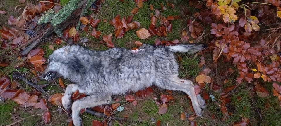 Bild von der Auffindesituation des toten Wolfes.