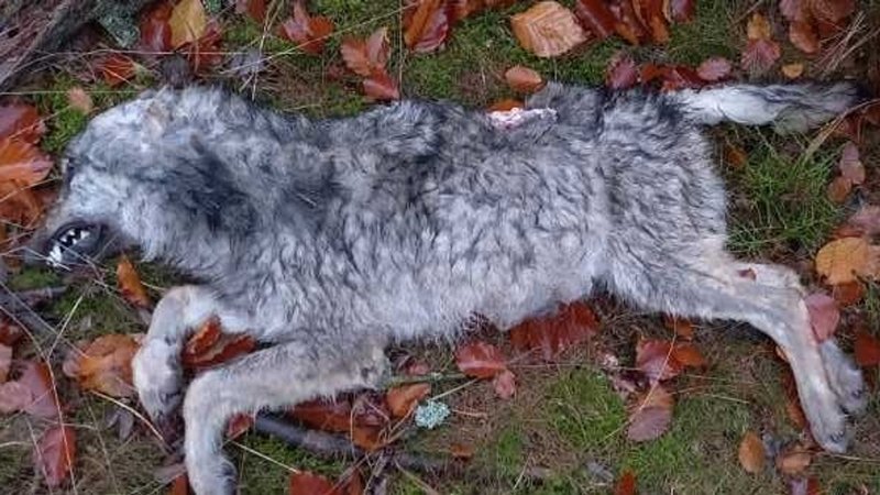 Bild von der Auffindesituation des toten Wolfes. | Bild: privat Bild von der Auffindesituation des toten Wolfes.