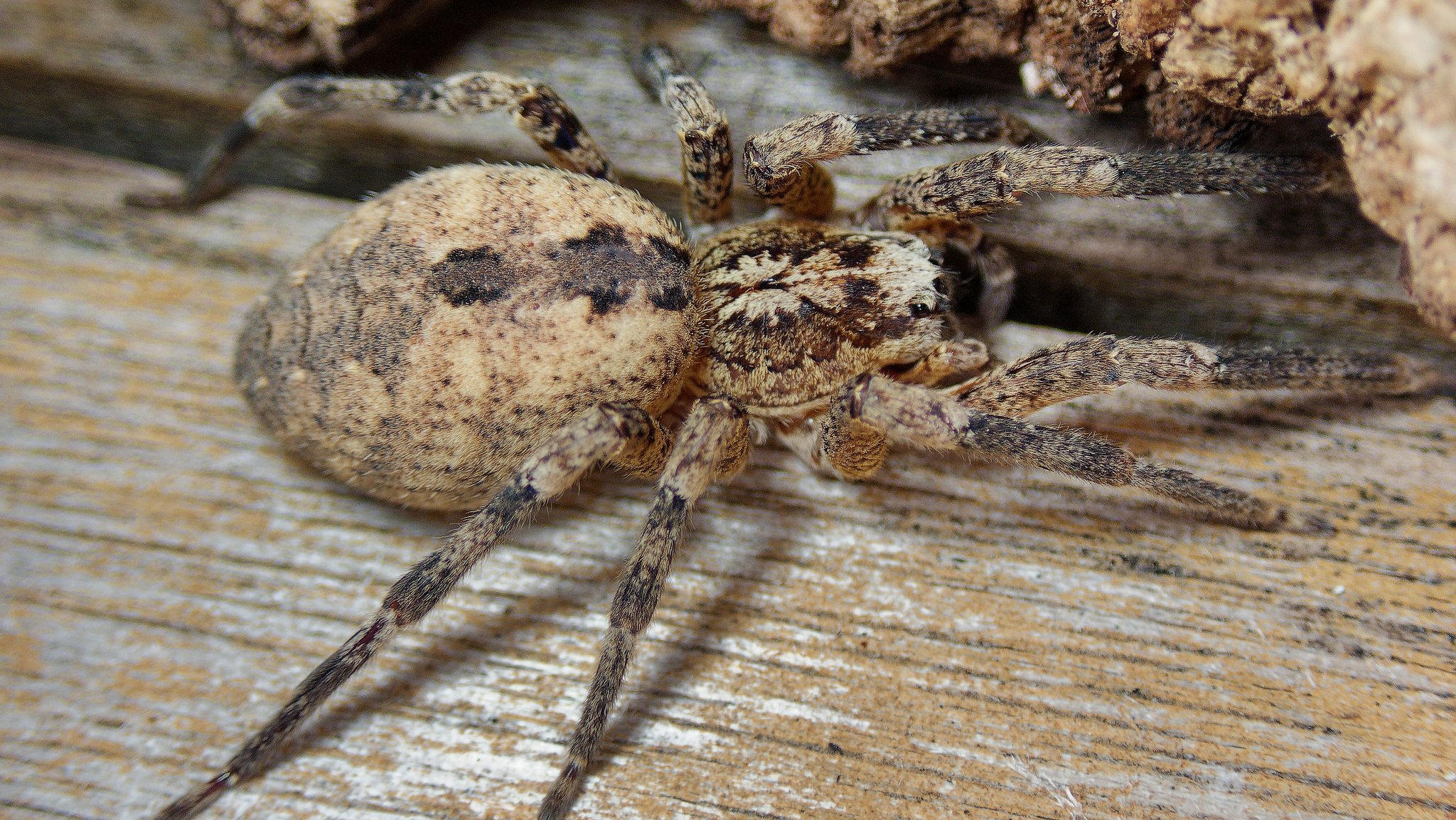 Eine Nosferatu-Spinne auf einem Holzstück