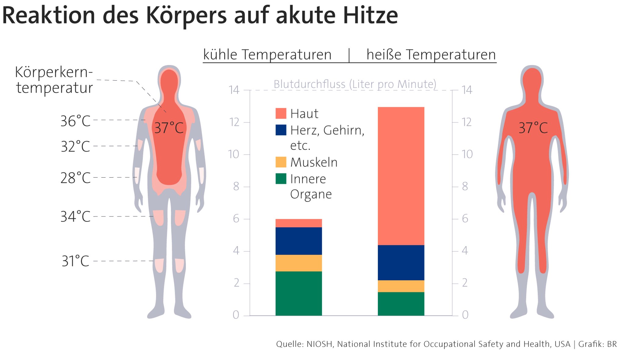 Steigt die Kerntemperatur im Körper über 37 Grad, wird die Haut stärker durchblutet.