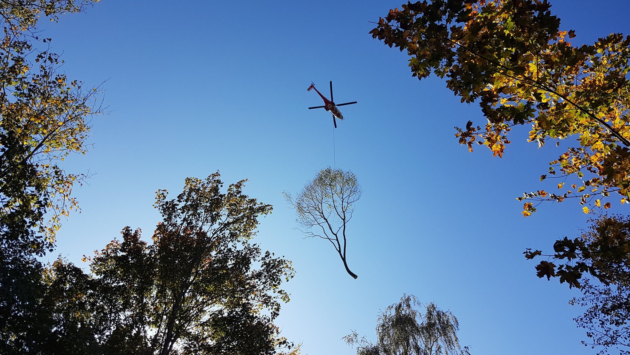 Eine gefällte Esche wird vom Hubschrauber abtransportiert.