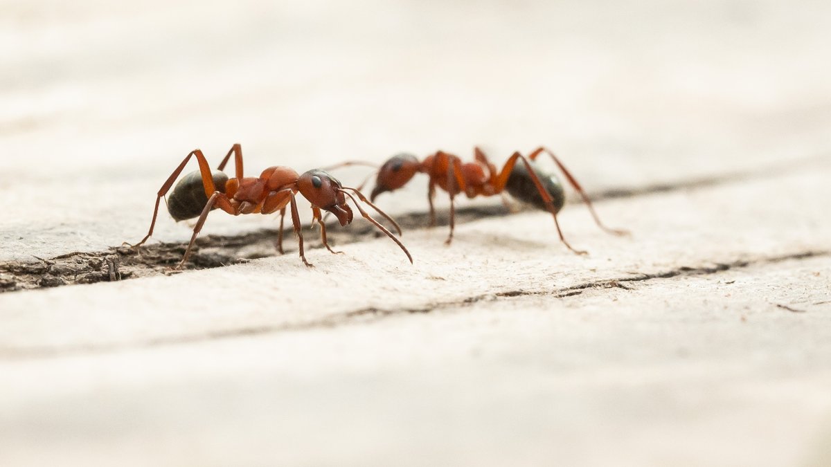 Ameisen auf einem Holzboden