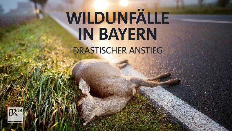 Die Wildunfälle in Bayern sind in den letzten Jahren gestiegen.