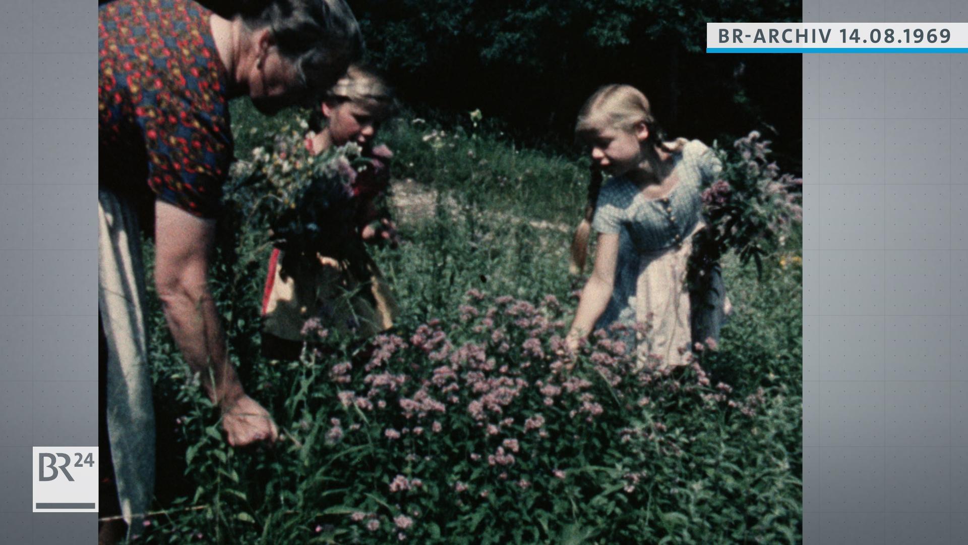 Großmutter und Enkelkinder beim Kräutersammeln
