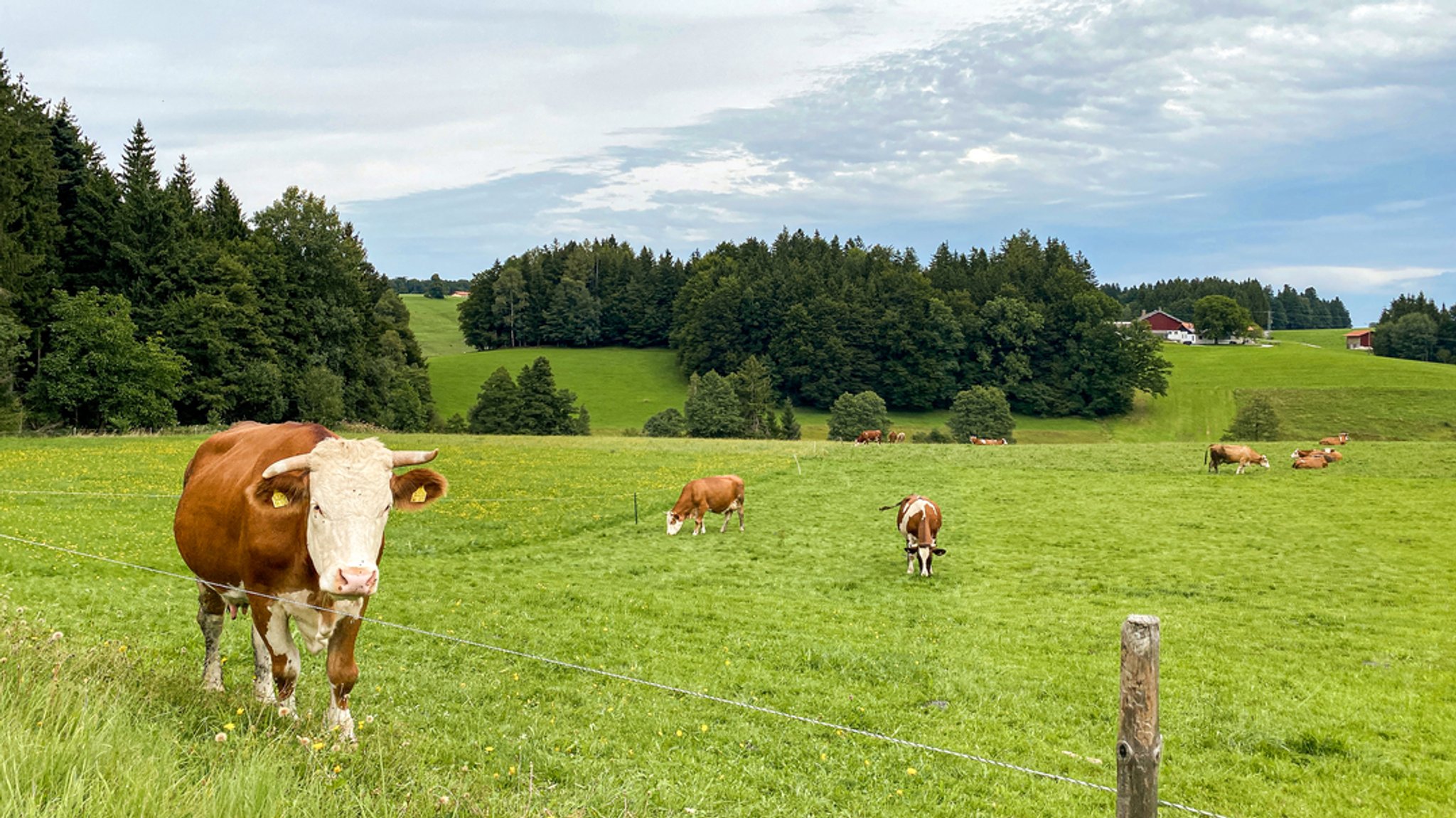 Mehrere Kühe stehen im Chiemgau auf einer grünen Wiese. 