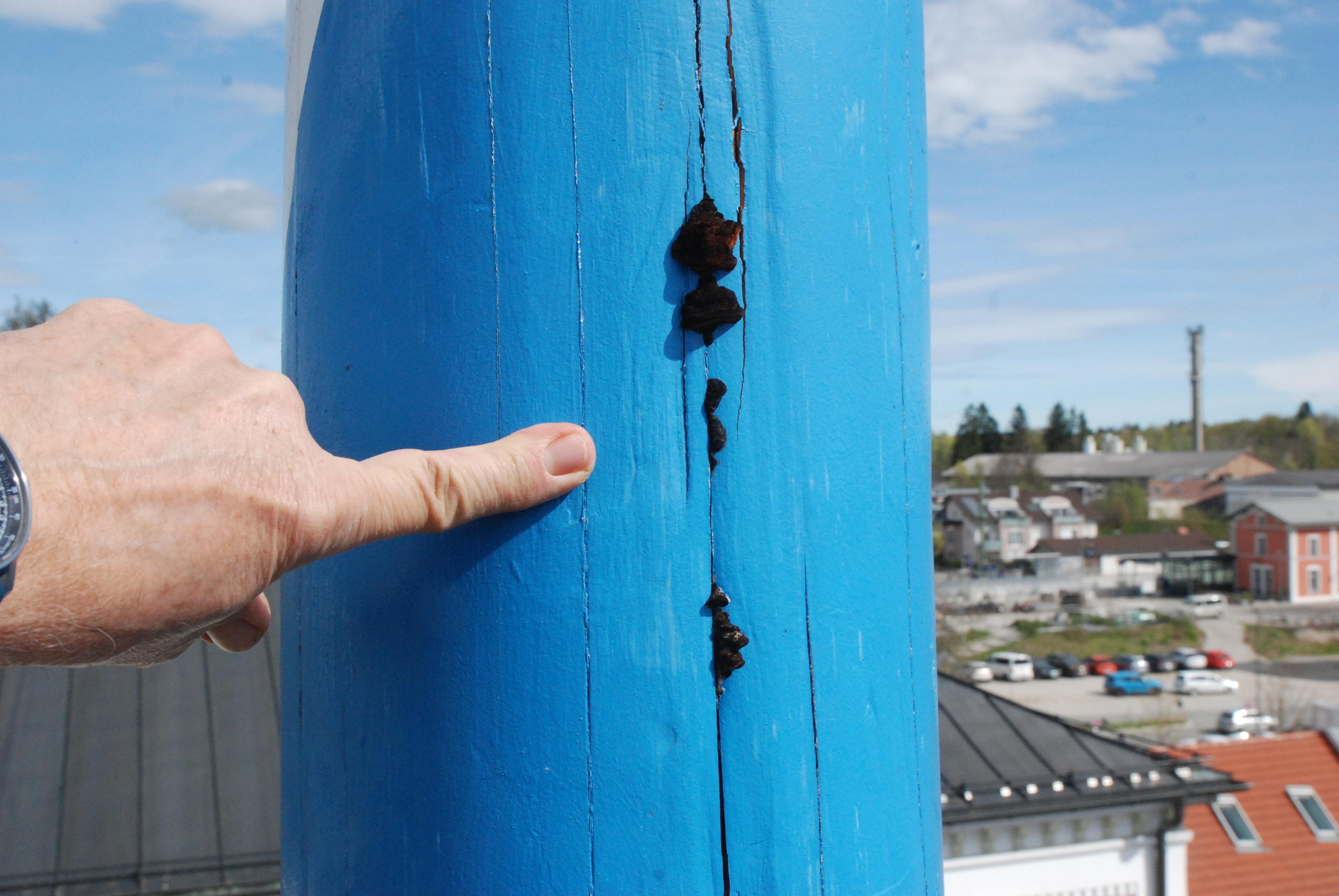 Aus einem weiß-blau lackierten Maibaum wachsen an einer Stelle mit Rissen im Holz schwarze Pilze aus dem Holz heraus. 
