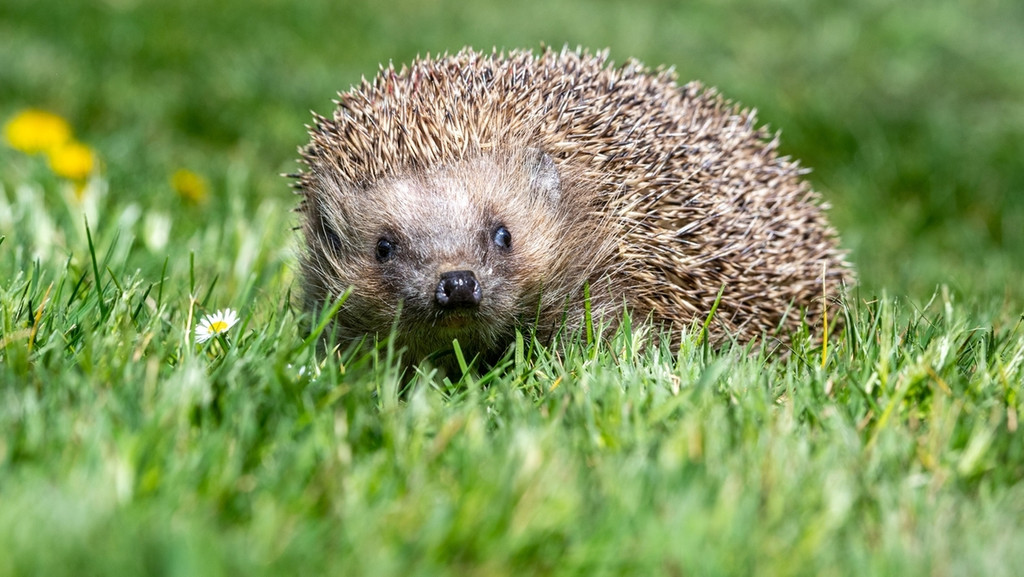 Igel im Gras | Bild: dpa-Bildfunk/Armin Weigel Igel im Gras