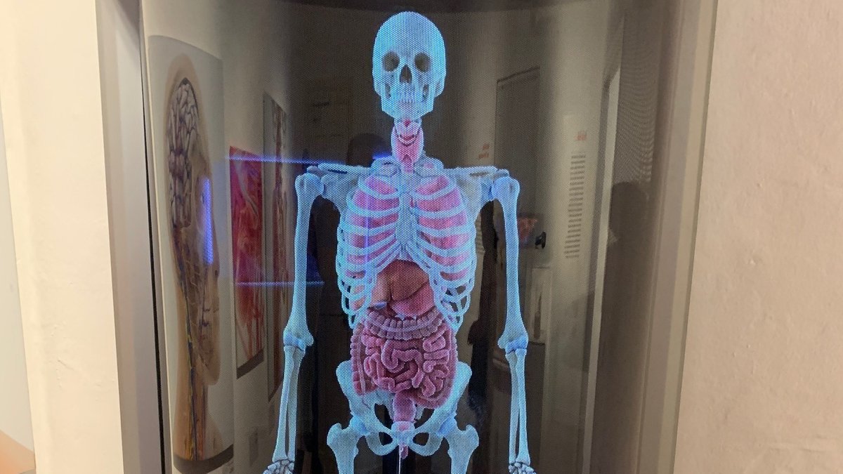 Ein menschliches Skelett mit inneren Organen