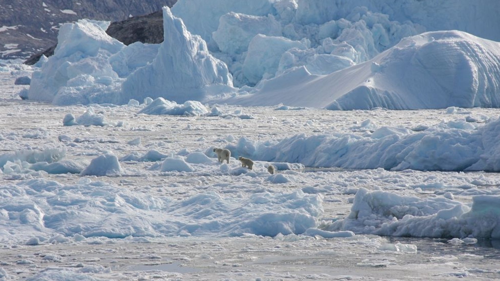 Eisbären in Südost-Grönland könnten Klimawandel trotzen