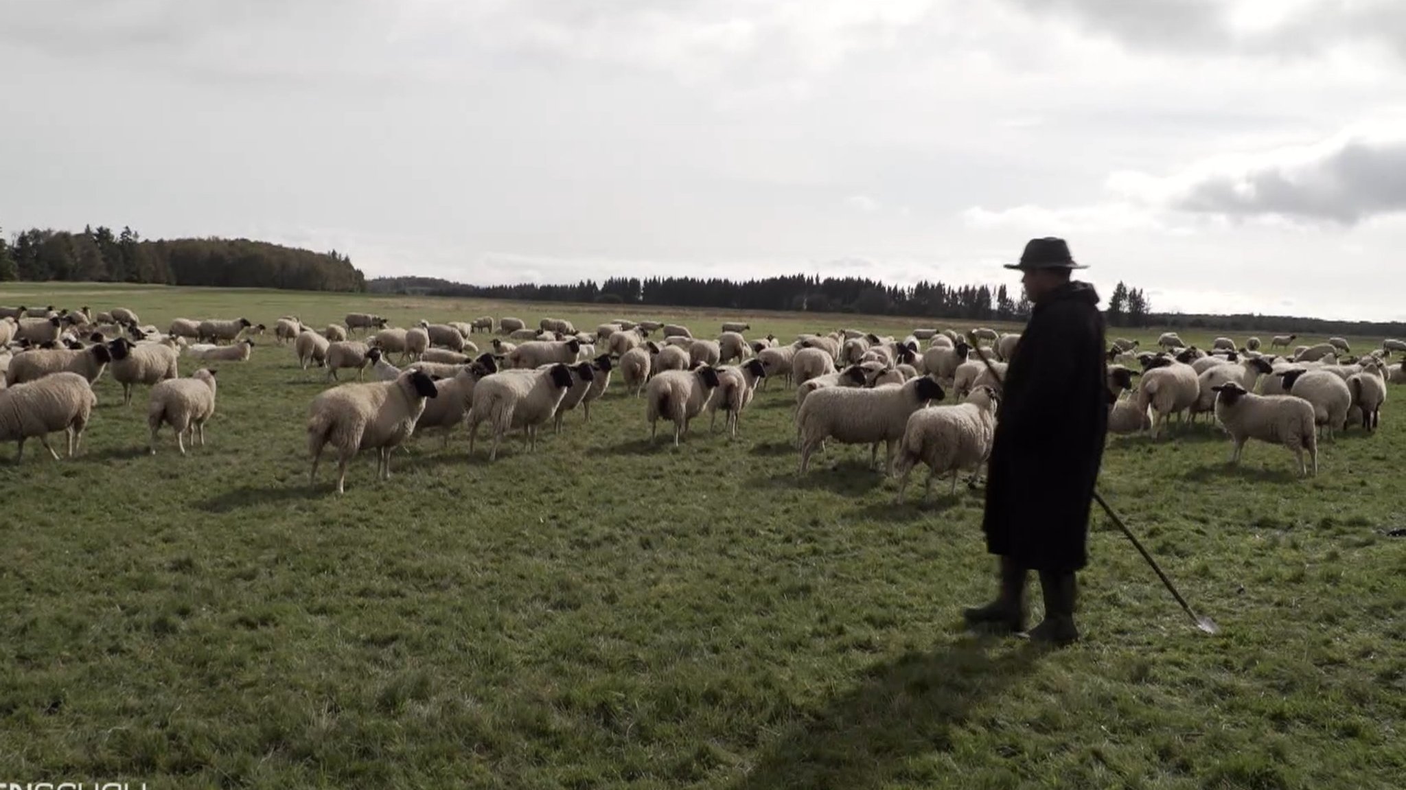 Ein Schäfer in der Rhön mit seiner Schafherde.