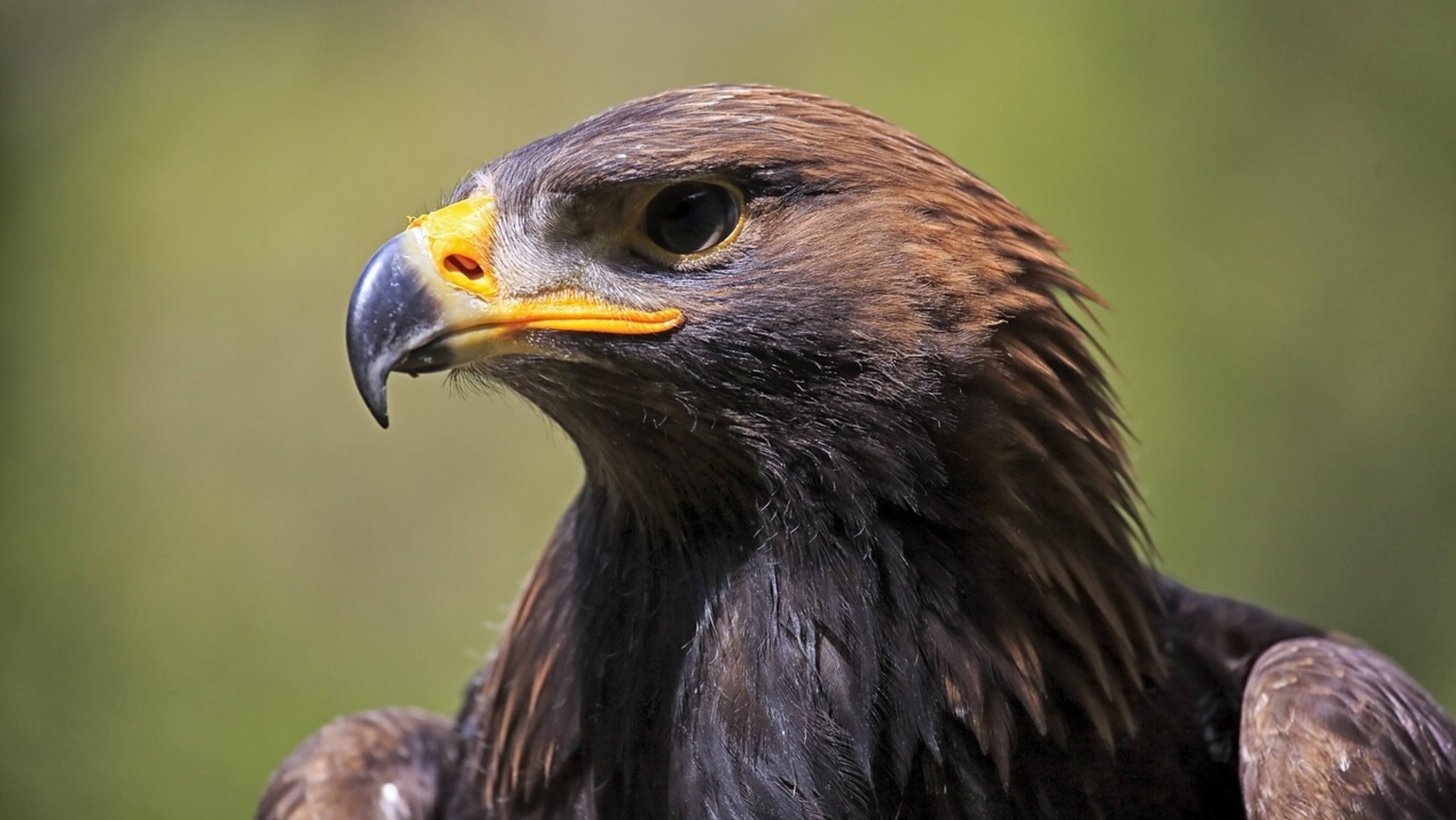 Steinadler - der Greifvogel ist geschützt und kommt im Nationalpark Berchtesgaden vor.