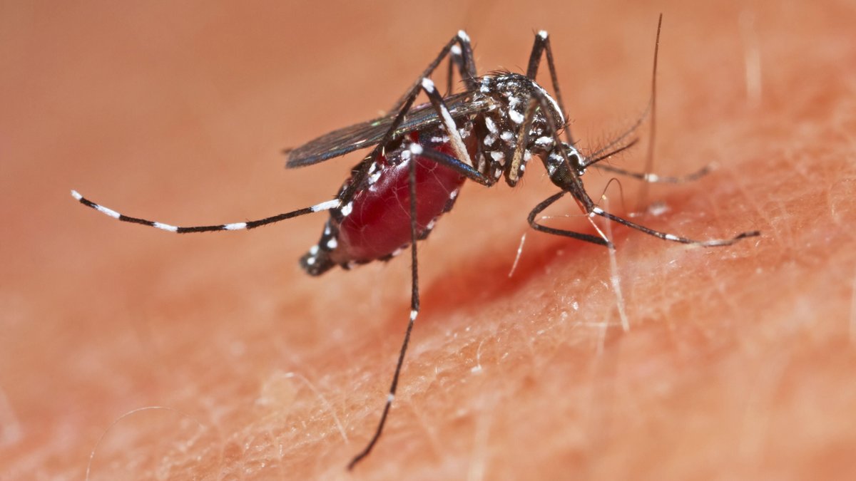 Asiatische Tigermücke bringt Dengue-Fieber nach Europa