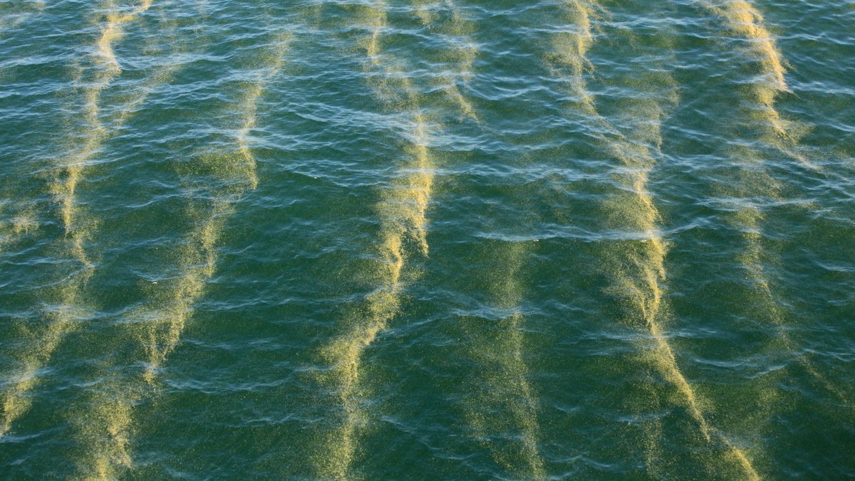 Blaualgen treiben in der Ostsee im Wasser