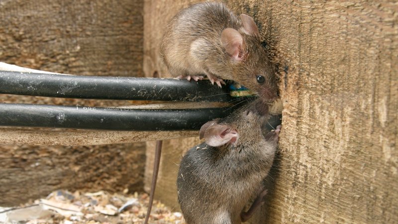zwei Mäuse zwängen sich durch einen engen Kabelschacht | Bild: picture alliance / Mary Evans Picture Library | Brian Bevan / ardea.com zwei Mäuse zwängen sich durch einen engen Kabelschacht