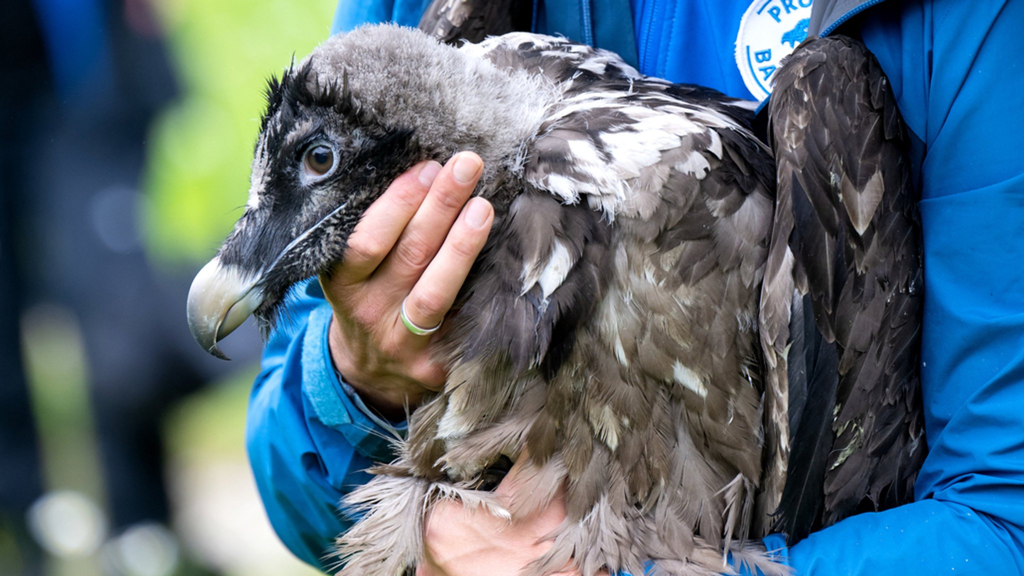 Bartgeier Dagmar und Recka getauft und ausgewildert 