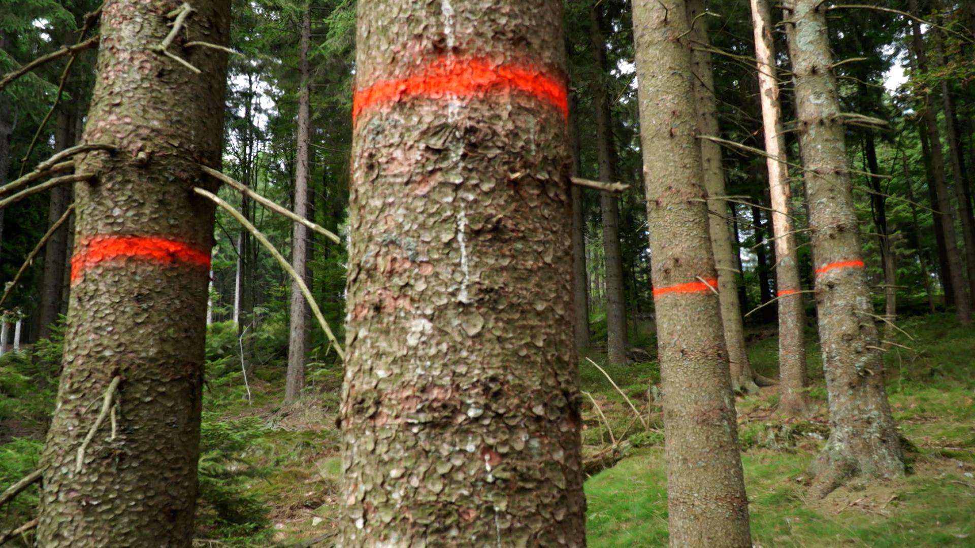 Befallene Bäume werden mit einem roten Ring markiert