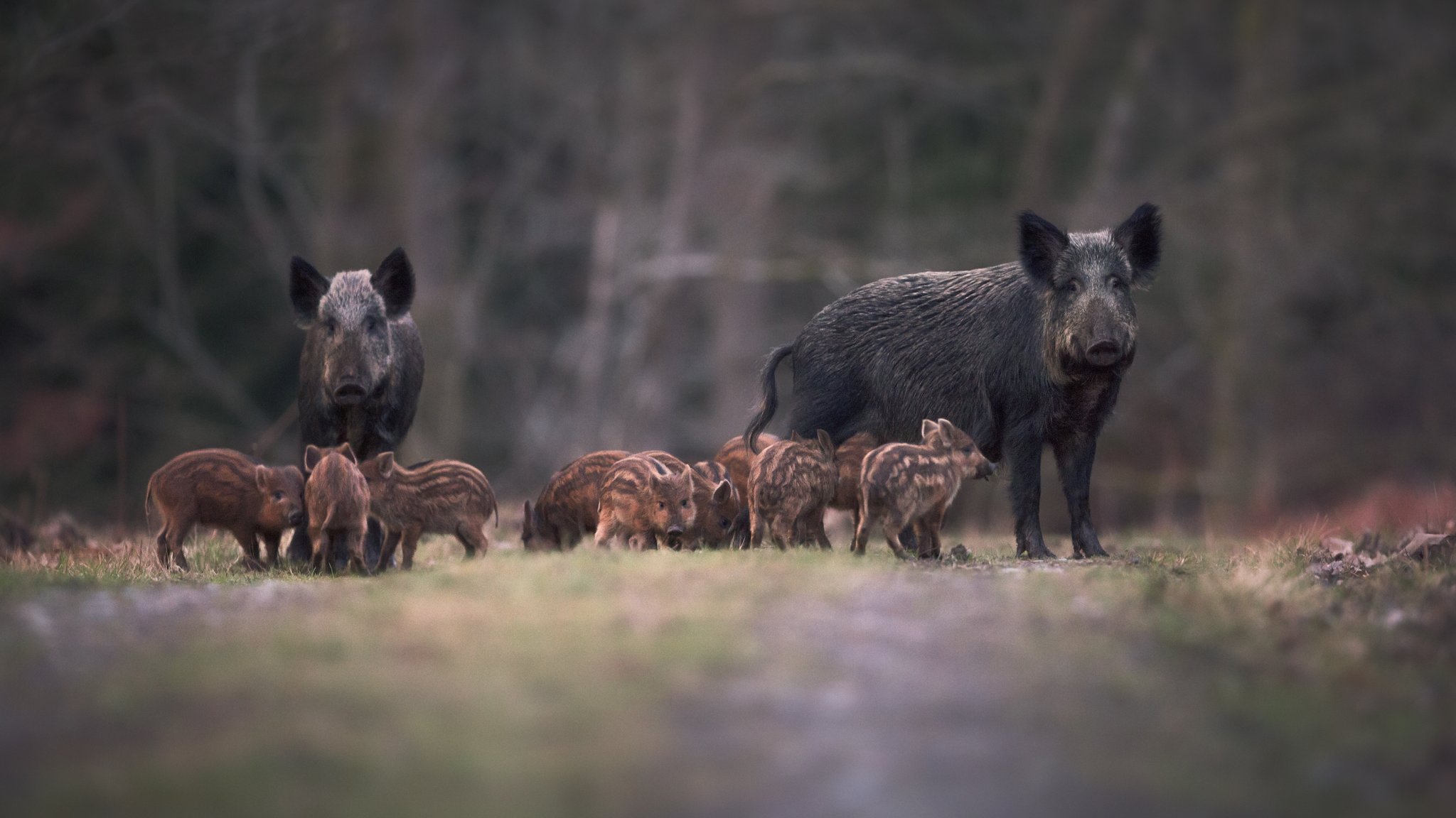Wildschweine auf einem Feldweg | Bild: stock.adobe.com/Kris Wildschweine auf einem Feldweg