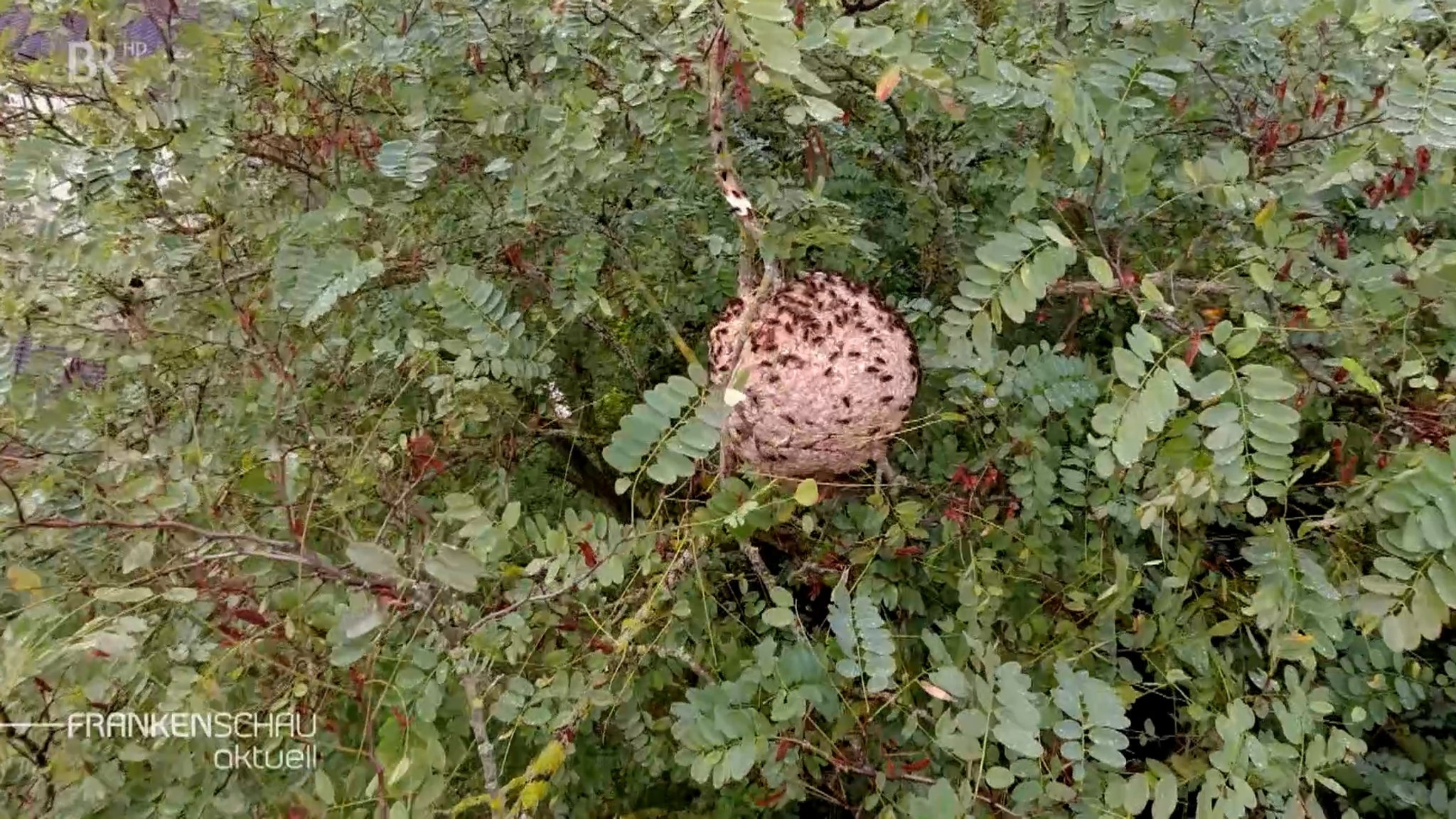 Das Nest der Asiatischen Hornisse in einem Baum.