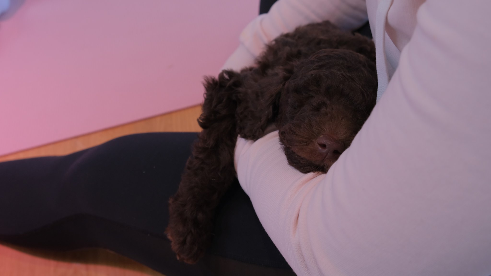 Eine Frau sitzt auf dem Boden, hat einen Hund auf dem Schoß, und kuschelt mit ihm.