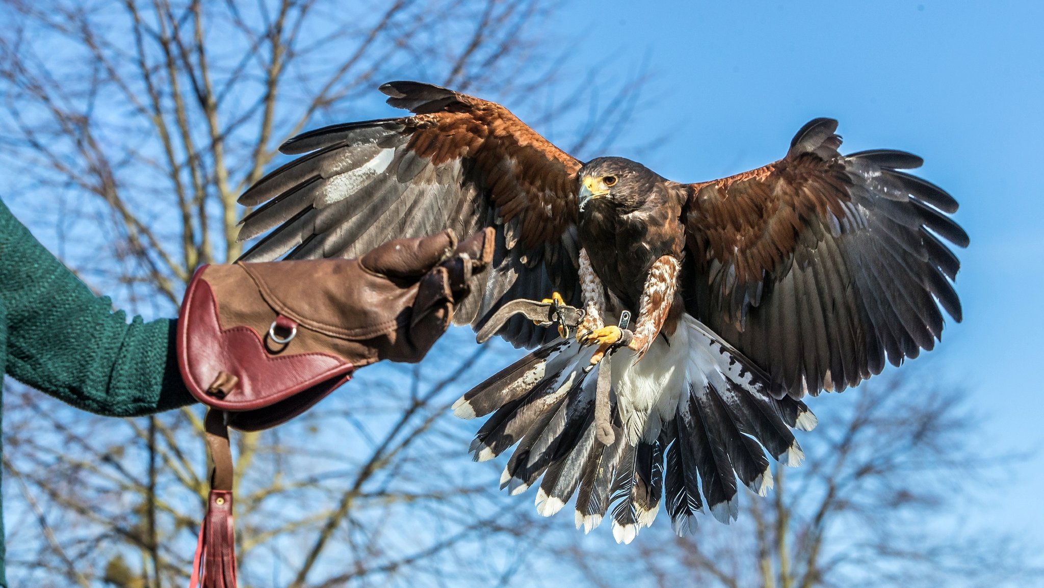 Vergrämung mit Greifvogel: Ein Falkner gegen Saatkrähen