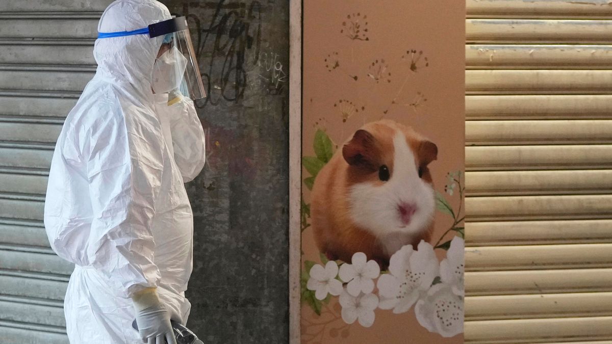 Hongkong: Ein Mitarbeiter des Ministeriums für Landwirtschaft, Fischerei und Naturschutz geht an einer Tierhandlung vorbei, die geschlossen wurde, nachdem einige Hamster positiv auf das Coronavirus getestet worden waren.