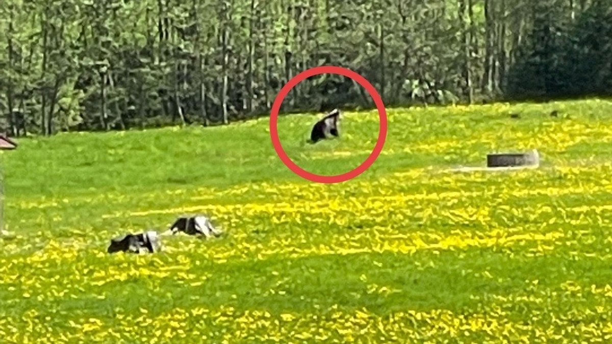 Foto eines Bären (Mitte, hinten) bei Bad Hindelang im Hintersteiner Tal