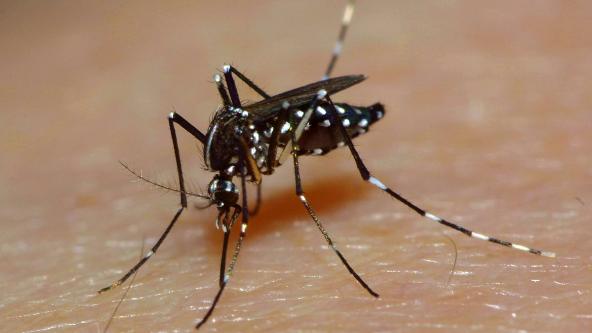 Asiatische Tigermücke, auch als Aedes albopictus bekannt, auf menschlicher Haut