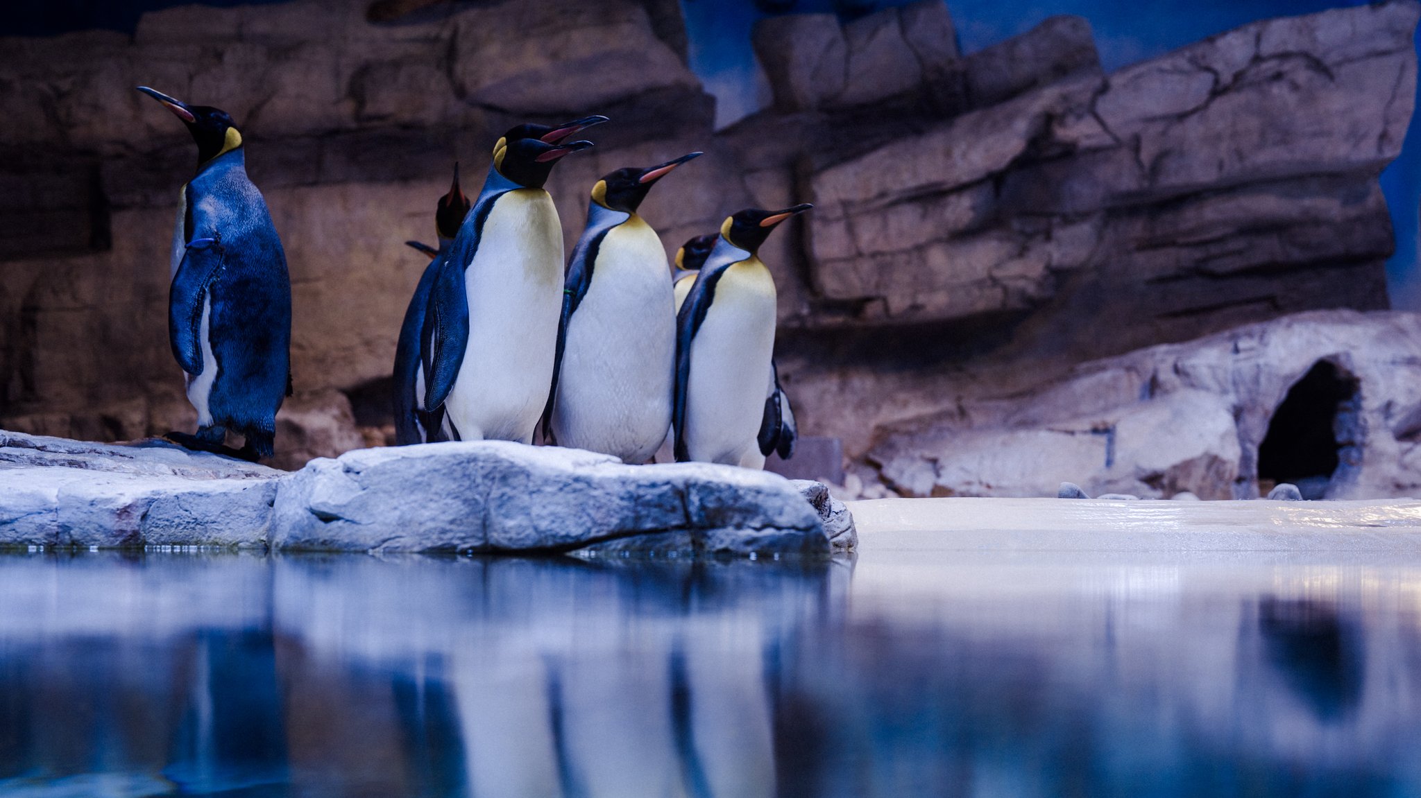 Mehrere Königspinguine stehen auf einem Felsen in der neuen Polarwelt des Tierparks Hellabrunn.