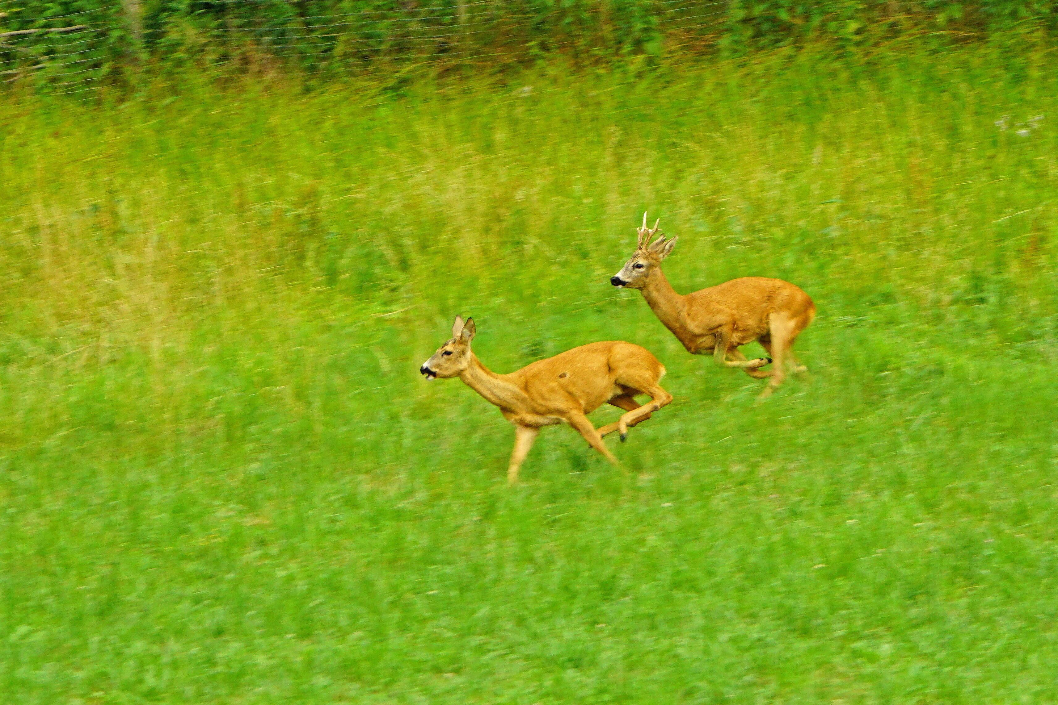 Rehbock jagt eine Geiß 