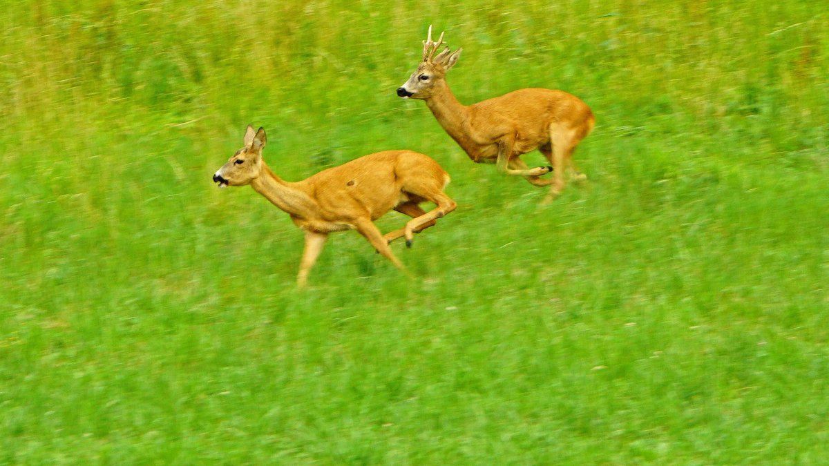 Jagdverband warnt vor Unfallgefahr durch liebestolles Rehwild 