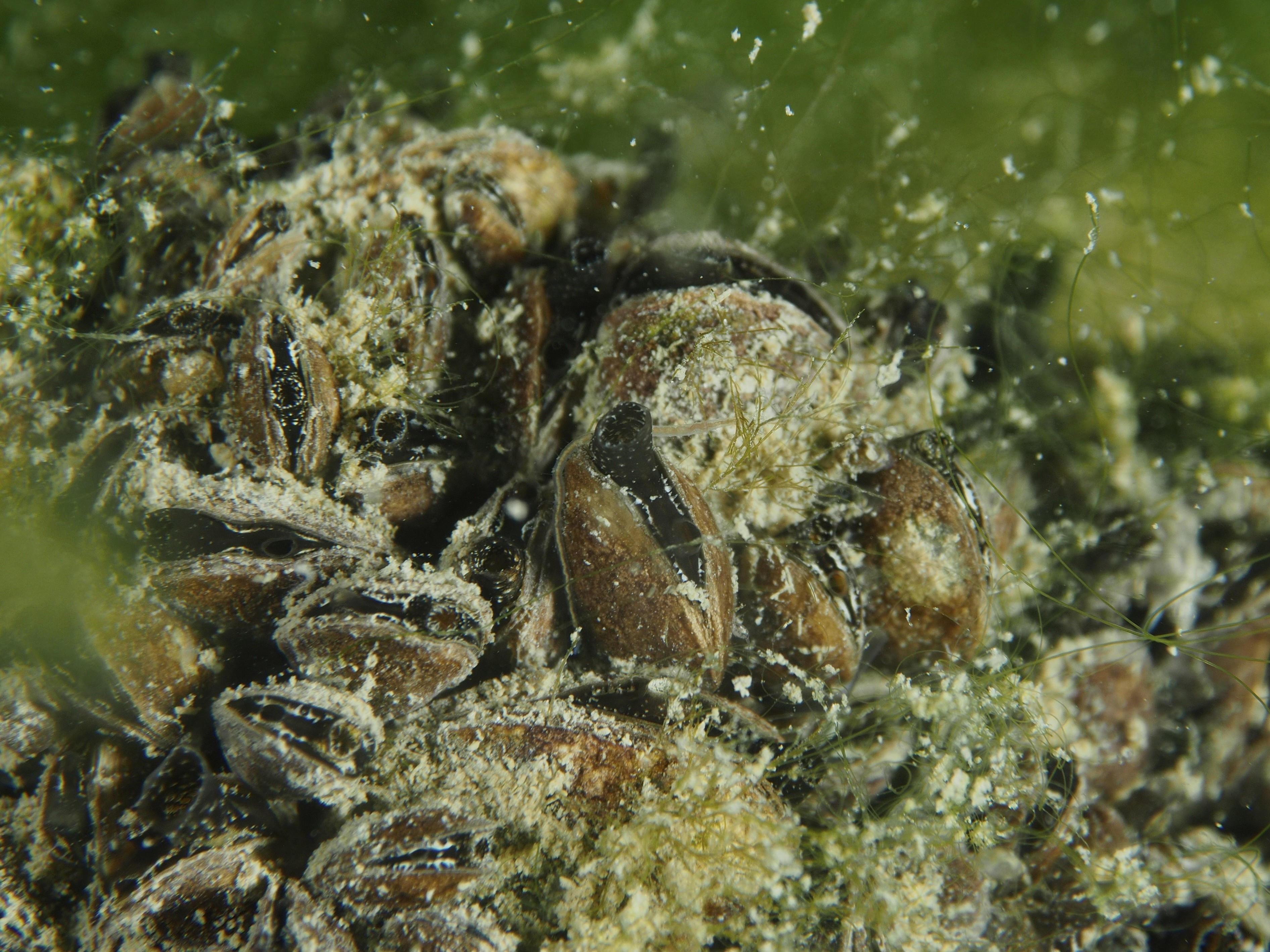 Nahaufnahme von Quagga-Dreikantmuscheln (Dreissena rostriformis bugensis), invasive Art, im sandigen, algenbewachsenen Unterwasserumfeld