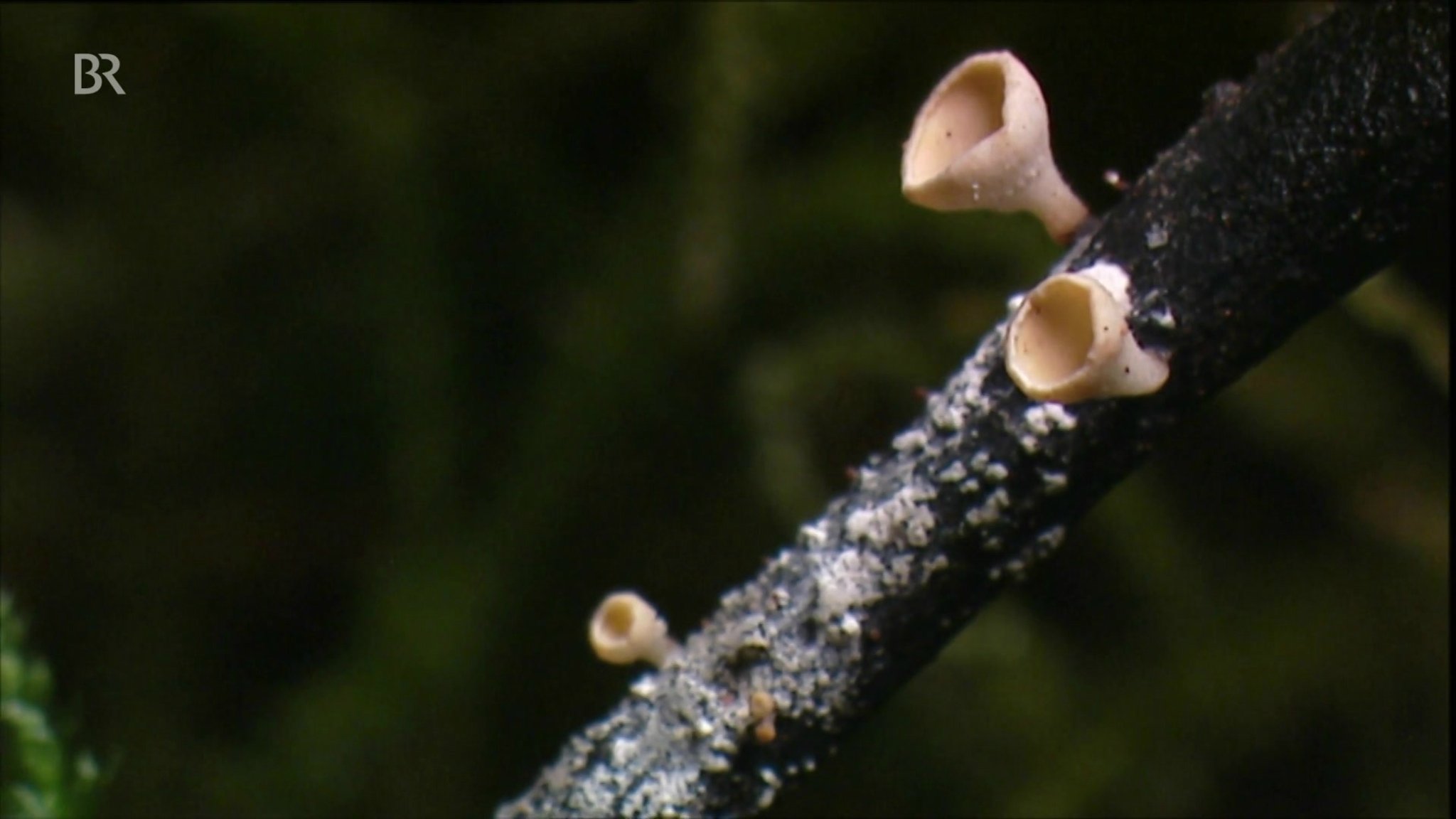 Pilz tötet Eschen in ganz Deutschland