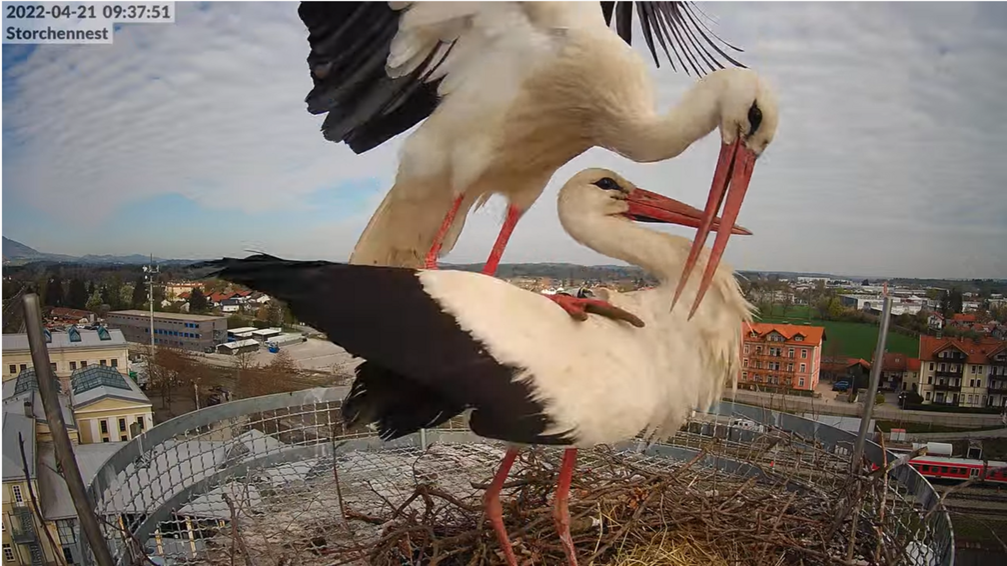 Webcam: Beim Küken-Schlüpfen der Störche live dabei sein!