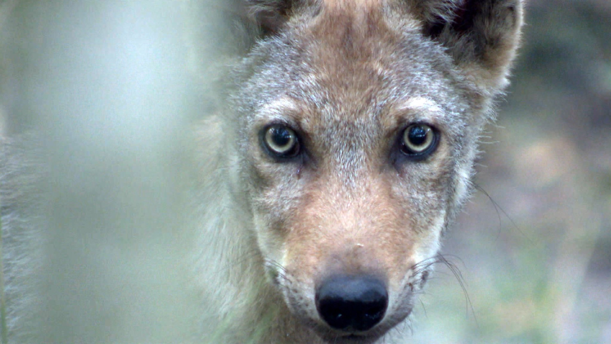 Symbolbild: Wolf schaut in die Kamera