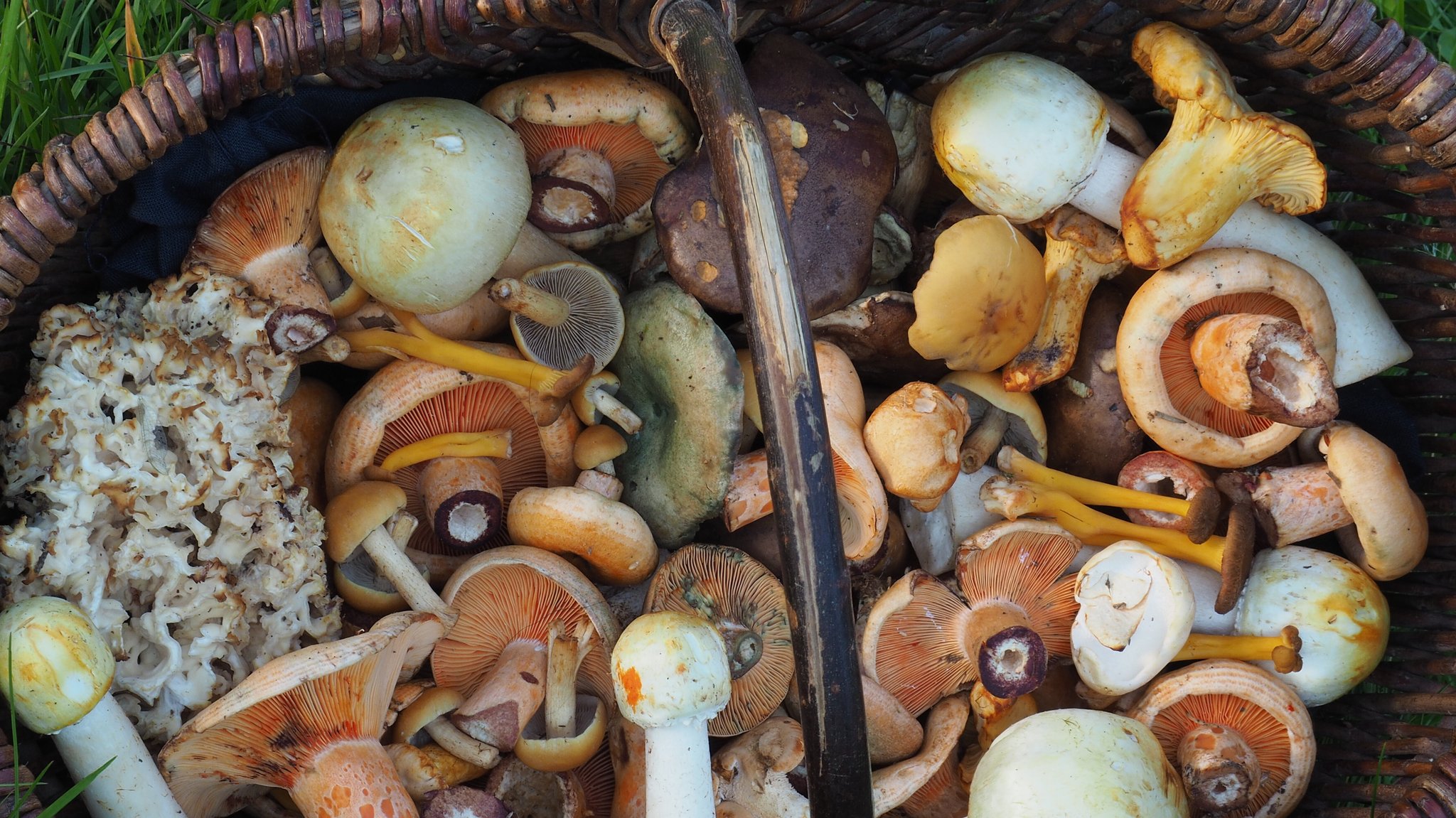 Pilzkorb mit Speisepilzen, darunter Krause Glucke, schiefknolliger Anischampignon, Lachsreizker, Kiefernreizker, rauchblättrige Schwefelköpfe, Maronenröhrling, Pfifferling, Semmelstoppelpilz, Schafporling und gelbstielige Trompetenpfifferlinge.