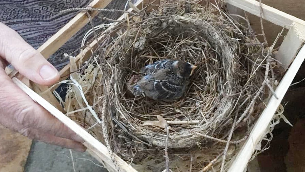 Ein Vogelküken in einem Nest