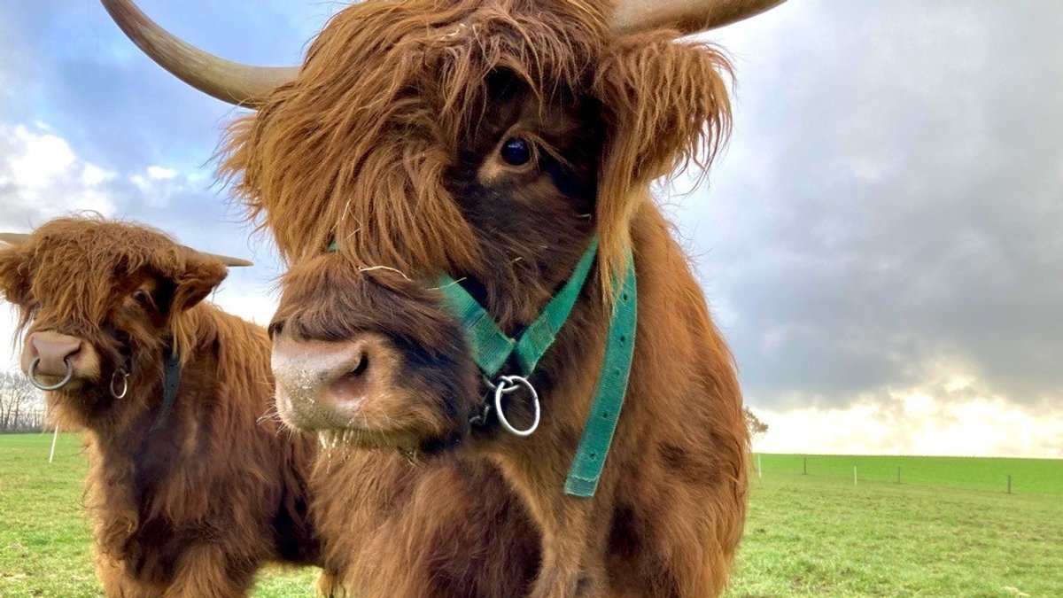 Zeitumstellung am Bauernhof: Was bedeutet das für die Tiere?