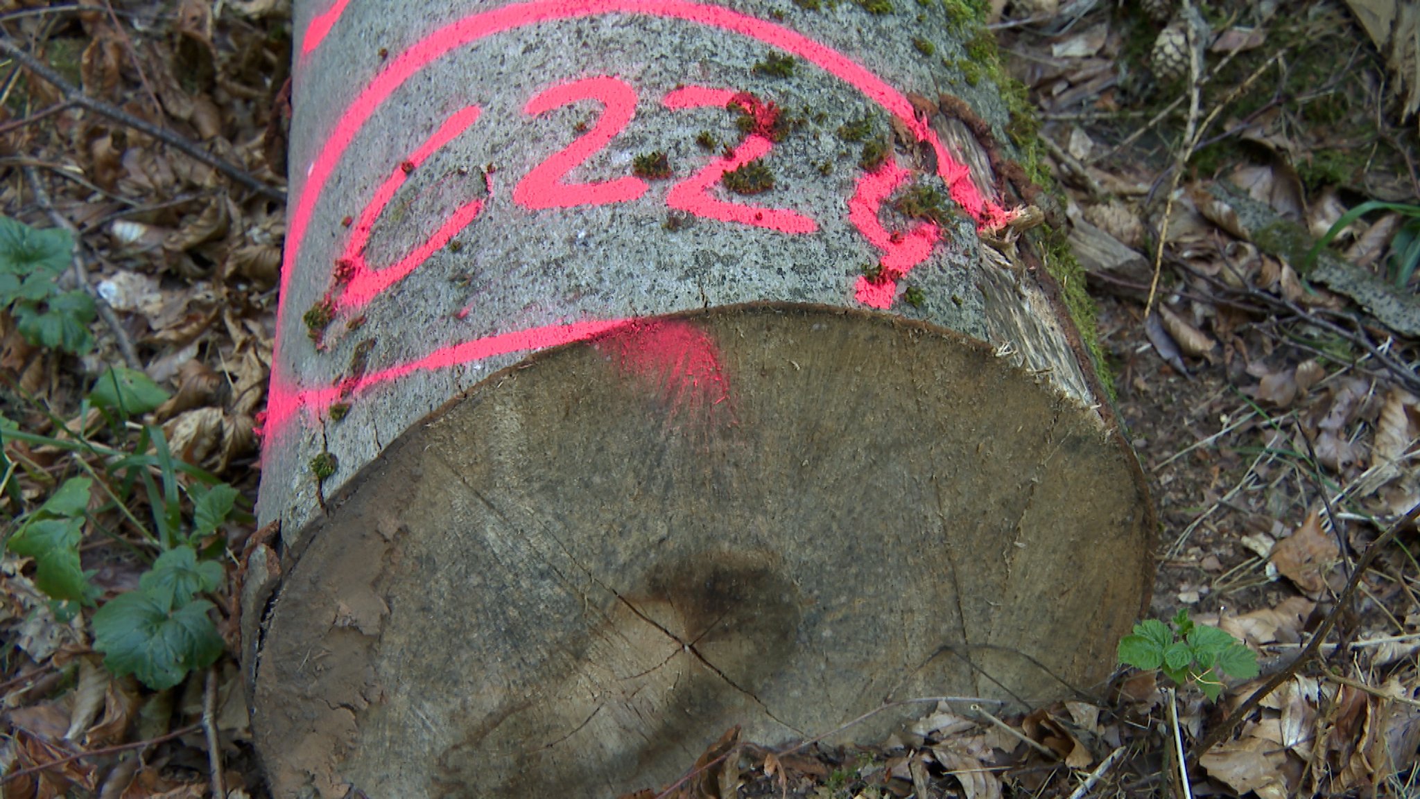 Ein Holzstamm liegt im Wald