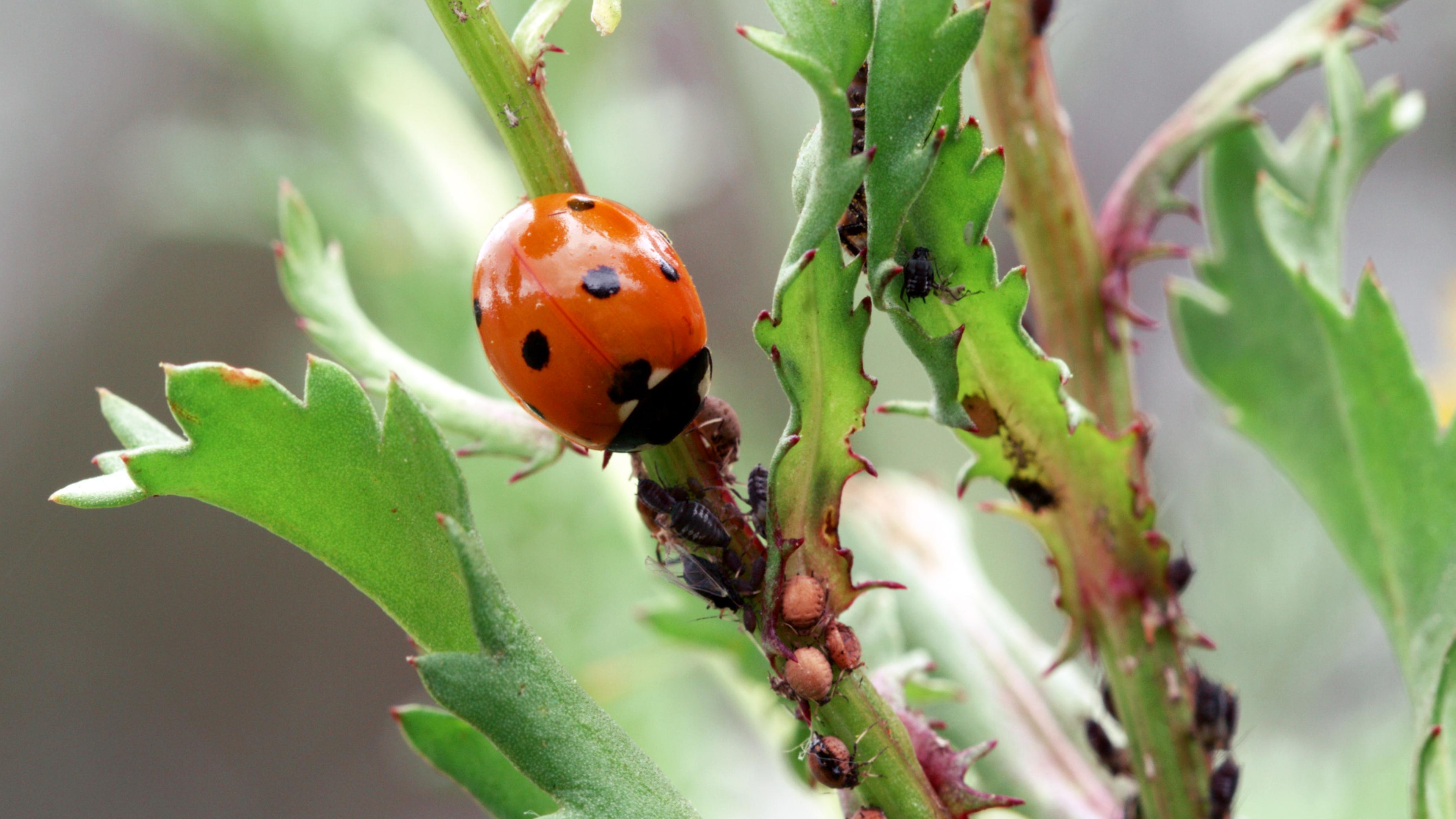 Marienkäfer frisst Blattläuse